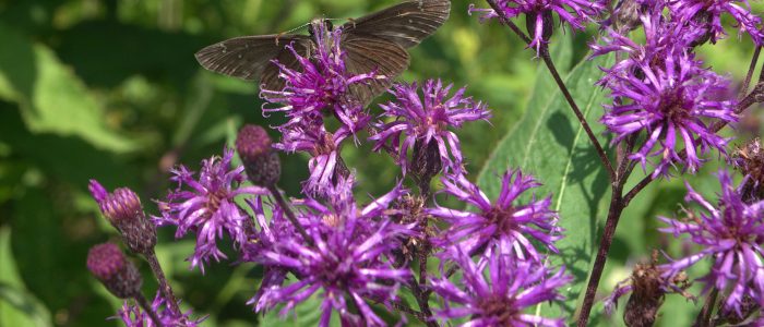 brown butterfly perched on bright purple flowers, feeding on nectar.