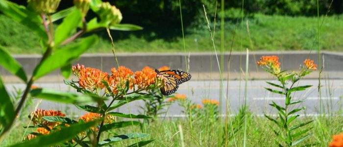 A orange and black butterfly in a group of orange flowers and green foliage.