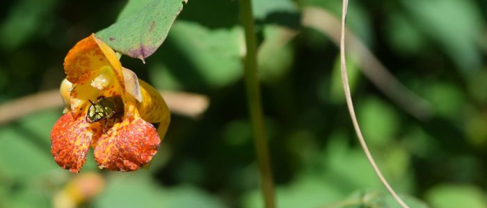 A yellow-orange spotted flower with a small metallic green insect inside.
