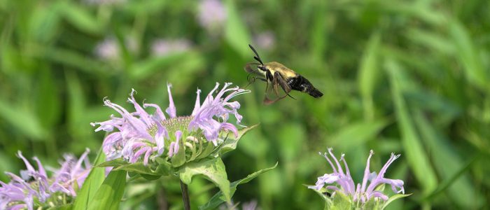 hummingbird moth feeding on the nectar of a purple flower.