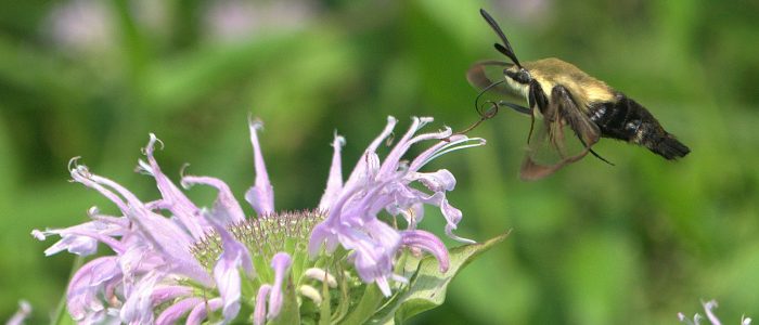A hummingbird moth hovering beside a pale purple flower while feeding on nectar