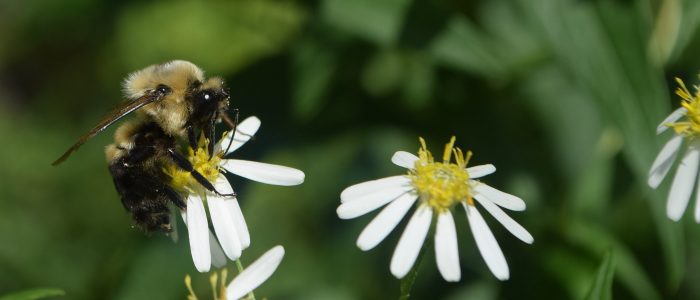A bumblebee perched on a white flower with a yellow center, surrounded by similar blooms.