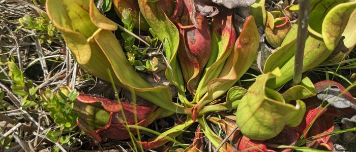 A tubular green and red pitcher plant surrounded by grasses and low vegetation in a bog.