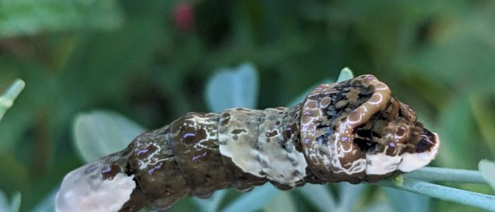 Did you know certain caterpillars camouflage themselves as bird droppings, like this swallowtail caterpillars, making predators overlook them completely?