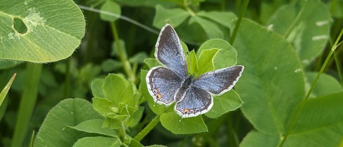 A small blue-gray butterfly with orange spots perched on green foliage.