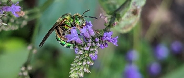 A metallic green bee perched on small purple flowers with a soft green and purple background.