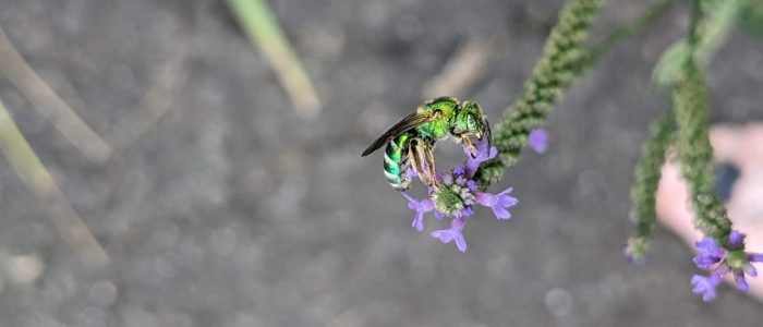 Metallic green bee on small purple flowers.