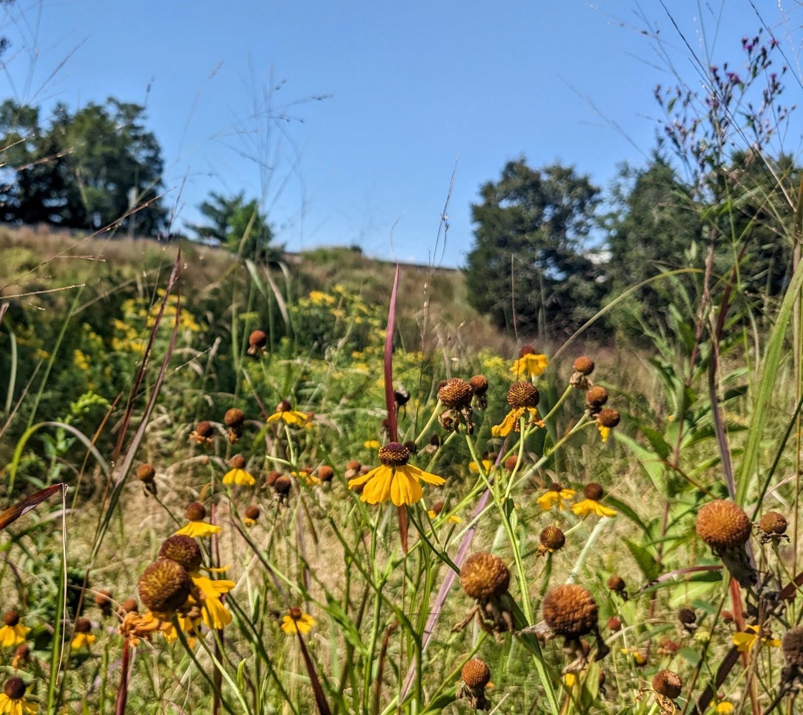 Yellow wildflowers in a meadow with grasses and trees in the background.
