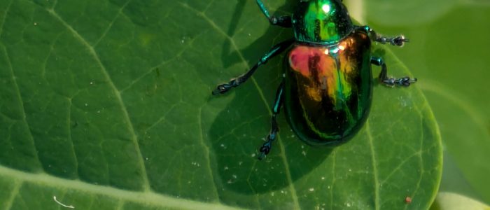 A metallic green and copper dogbane beetle resting on a green leaf.
