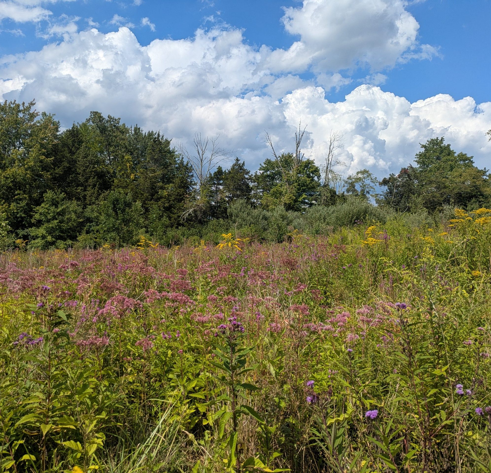  meadow filled with colorful wildflowers and tall grasses under a bright blue sky.