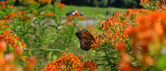 A orange and black butterfly in a group of orange flowers and green foliage.